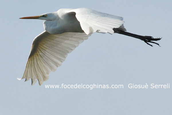 A.B.Maggiore in volo